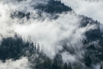 Wall Mural - Dense morning fog in alpine landscape with fir trees and mountains. 