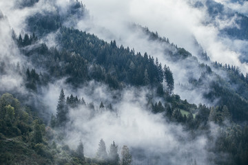 Wall Mural - Dense morning fog in alpine landscape with fir trees and mountains. 