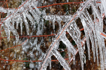 Canvas Print - Icicles on a tree branch