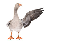 Goose Points Wing To Side Standing Isolated On White Background