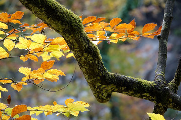 Sticker - Buche im Herbst