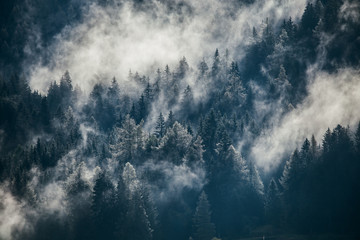 Dense morning fog in alpine landscape with fir trees and mountains. 