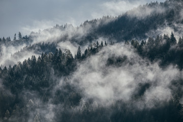 Wall Mural - Dense morning fog in alpine landscape with fir trees and mountains. 