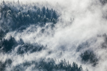 Wall Mural - Dense morning fog in alpine landscape with fir trees and mountains. 