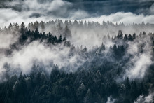 Dense Morning Fog In Alpine Landscape With Fir Trees And Mountains. 