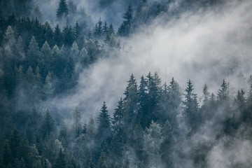 Wall Mural - Dense morning fog in alpine landscape with fir trees and mountains. 