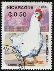 Sticker - chicken