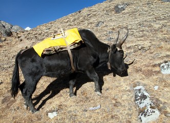 Canvas Print - Black yak on the way to Everest base camp - Nepal