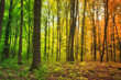 © SkyLine - The season of year is changing in in the forest