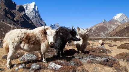 Sticker - yak, group of three yaks on the way to Everest base camp