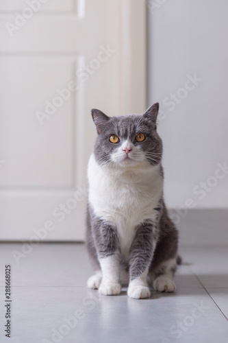 British Shorthair Cat Sitting On The Floor Buy This Stock Photo
