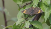 Female Brown Hairstreak Butterfly (Thecla Betulae) - Resting With Its Wings Open