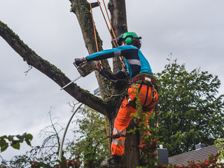 Wall Mural - logger cutting down a tree