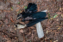 Dead Wreathed Hornbill Bird On The Ground
