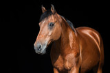 Fototapeta Konie - Braunes Pferd vor schwarzem Hindergrund