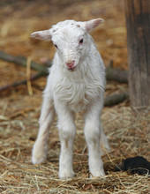 Newborn Lamb Detail Photo