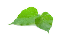 Mulberry Green Leave On White Background Isolated