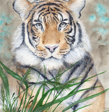   Watercolor Picture Of The Tiger Lying In Green Grass With Sepia Background