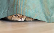 © Andrey Kuzmin - funny cat hidden under curtain