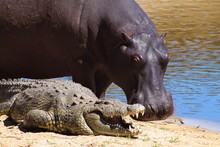 When African Rivers Dry Up Due To Drought Some Animals Are Forced Into Close Proximity Such As Hippos And Crocodiles.Female Hippos Are Very Protective Of Their Young And Will Kill To Protect. 