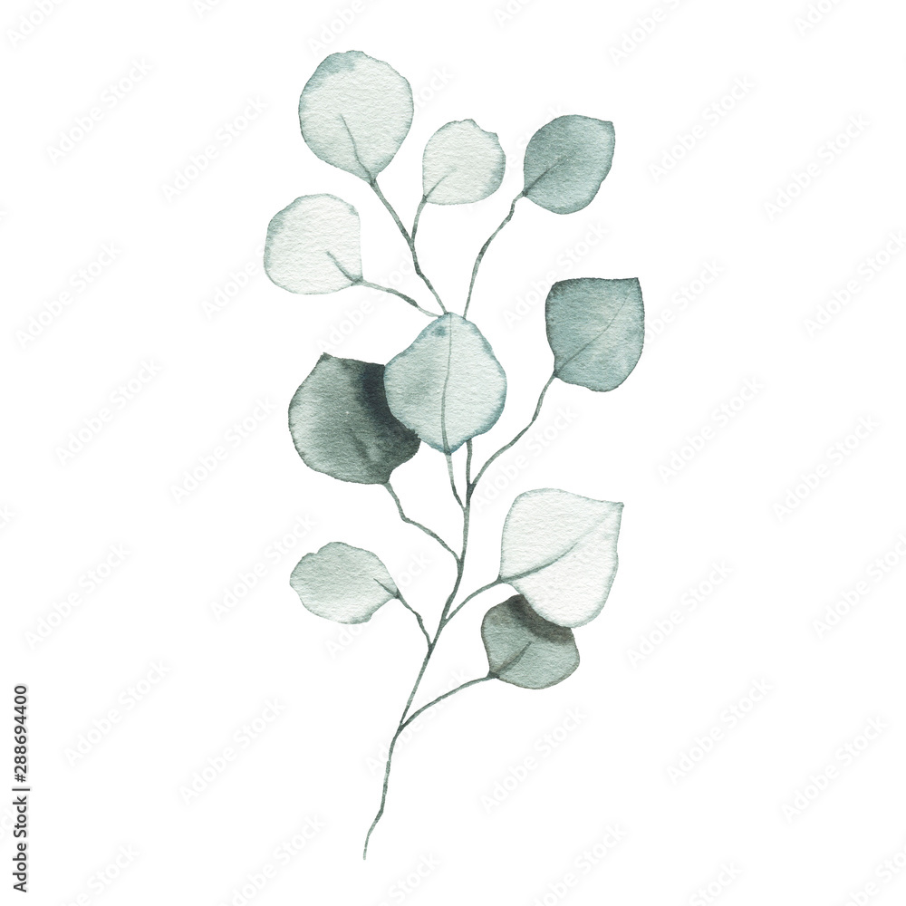 Watercolor eucalyptus dusty green leaf plant herb spring flora - obrazy, fototapety, plakaty 