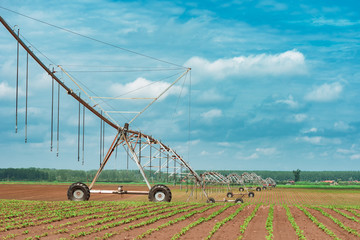 Wall Mural - Pivot irrigation system in cultivated soybean and corn field