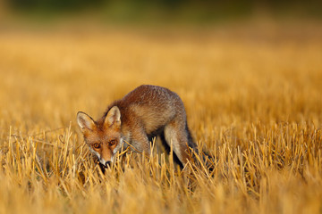 Canvas Print - Red fox (Vulpes vulpes) on freshly mown stubble with caught rodent. Red fox with prey in teeth. Fox with hunted hamster.