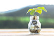Website banner of golden coins in a glass jar with plant at sunset background