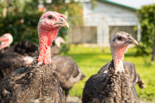Close Up Of Young Domestic Turkeys Walking On Free-Range.