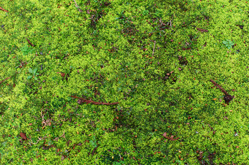 Moss in the Forest - Azores