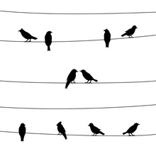 A Silhouette Of Birds On Wires