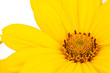 Yellow bright flower on white background macro
