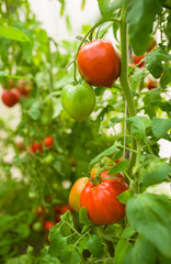 Canvas Print - Rows of tomato hydroponic plants in greenhouse