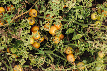 Sticker - PUGLIA / ITALY -  AUGUST 2019: Cultivation of cherry tomatoes in Puglia, south of Italy