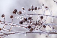 Ice Cover Crepe Myrtle On  A White Background Of Snow In Winter