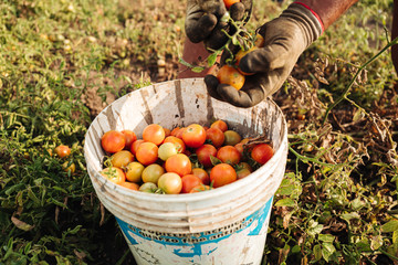 Sticker - PUGLIA / ITALY -  AUGUST 2019: Cultivation of cherry tomatoes in Puglia, south of Italy