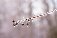 Branch Of Crepe Myrtle Glazed In Ice