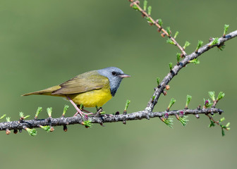 Wall Mural - Mourning Warbler (geothlypis philadelphia), on breeding territory in Northern Michigan