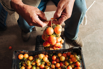 Sticker - PUGLIA / ITALY -  AUGUST 2019: The old tradition of hanging cherry tomatoes on the wall to preserve them for wintrr time in the south of Italy