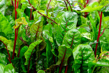 Wall Mural - Growing Swiss chard. Sheet chard close-up. Juicy fresh chard.