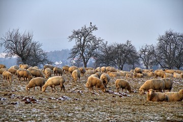 Sticker - Schafe im Winter