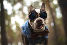 Stylish Chihuahua Dog In Glasses Yawns