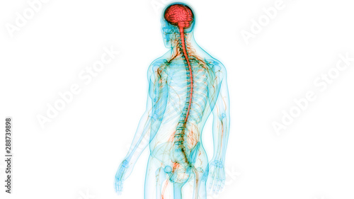 Cuadros en Lienzo Human Central Nervous System with Brain Anatomy