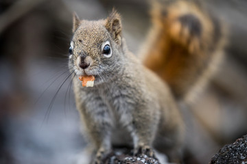 Wall Mural - red squirrel