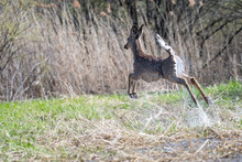 White-tailed Deer Jumping In The Woods In Quebec, Canada