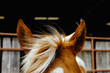 © ccestep8 - Paint horse mane close-up blowing in wind on farm.