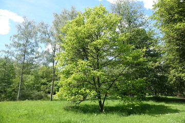 Poster - Baum auf einer Wiese