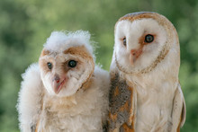 Mother And Daughter Barn Owl (Tyto Alba). Green Bokeh Background. Noord Brabant In The Netherlands. 