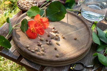 Preparation of herbal tincture from garden nasturtium