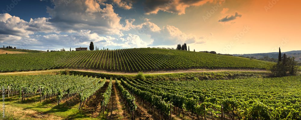 beautiful vineyard in tuscan countryside at sunset with cloudy sky in Italy. - obrazy, fototapety, plakaty 